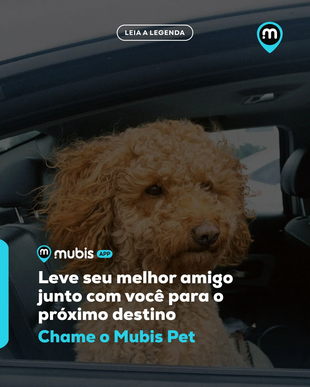 Categoria Mubis Pet Transporte 02