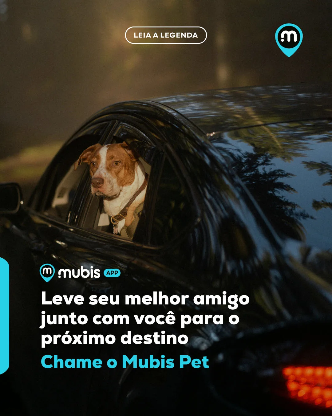 Categoria Mubis Pet Transporte 03